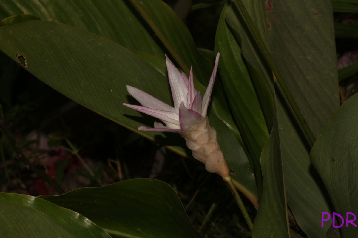 Goeppertia loeseneri (J.F.Macbr.) Borchs. & S.Suárez